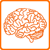 Cerveau Cerveau